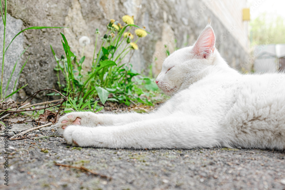 A white cat lying in the yard on a sunny day. A cat basking in the early spring sunshine A white cat lying in the yard on a sunny day. A cat basking in the early spring sunshine