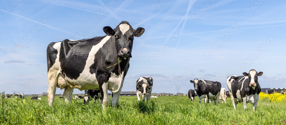 Cows in a field, a blue sky and a horizon, tall grass and a green meadow, one cow in the front