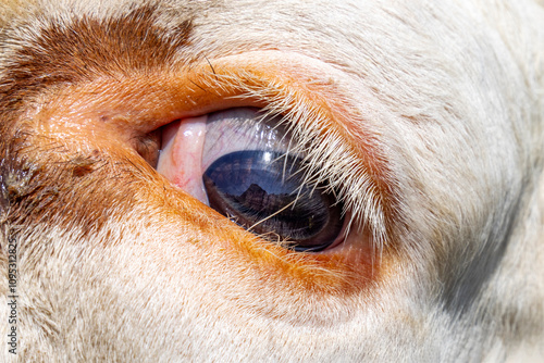 Obraz na płótnie Cow eye close up, white lashes w salonie