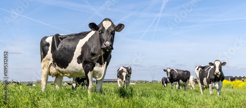 Obraz na płótnie Cows in a field, a blue sky and a horizon, tall grass and a green meadow, one cow in the front w salonie