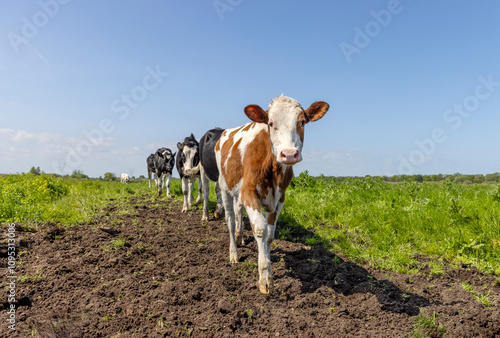 Obraz na płótnie Cows walking in a field, walking towards on a path, in a row, happy and joyful, a blue sky w salonie