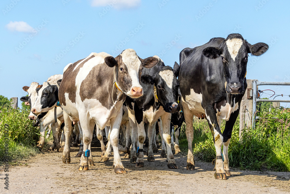 Cows walking approaching, passing the gate,towards and oncoming in a group, a herd and a blue sky