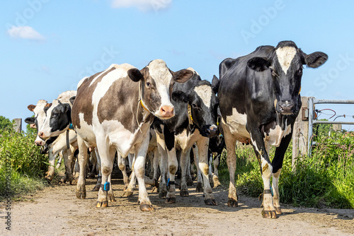 Obraz na płótnie Cows walking approaching, passing the gate,towards and oncoming in a group, a herd and a blue sky w salonie