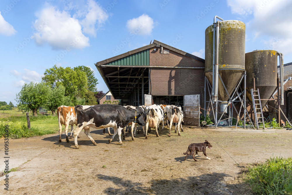 Farm cow and dog, cows to barn, walking, one after another, in a row, to be milked, dairy cattle