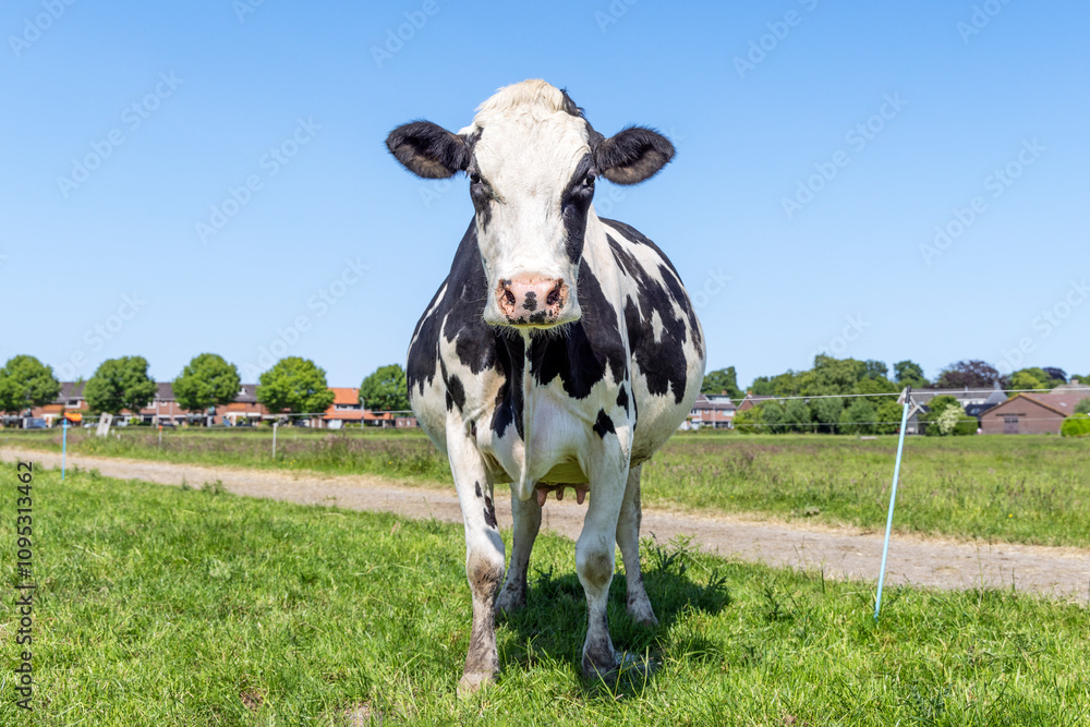 Angry cow, standing black and white, mad in a field under a blue sky and a horizon