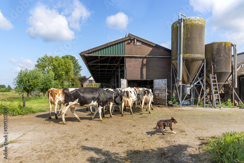 Obraz na płótnie Farm cow and dog, cows to barn, walking, one after another, in a row, to be milked, dairy cattle w salonie
