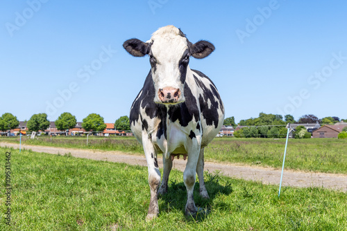 Obraz na płótnie Angry cow, standing black and white, mad in a field under a blue sky and a horizon w salonie