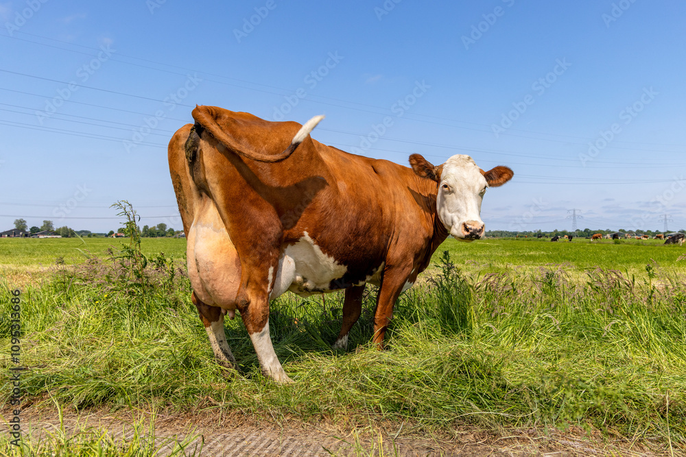 Cow looking back, rear view of a cow, red and white in a field