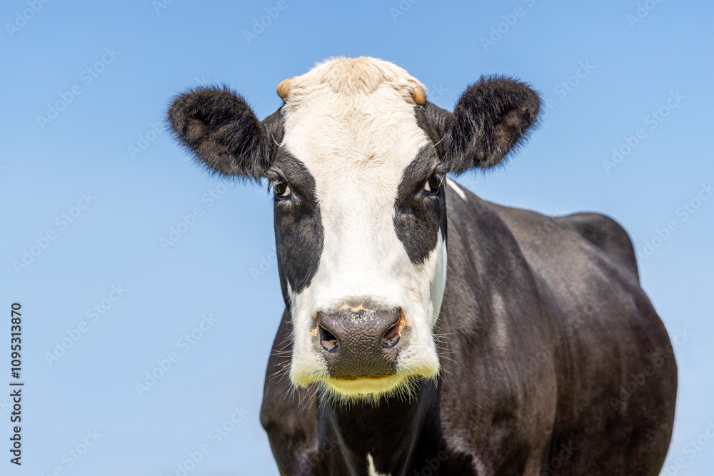 Black and white cow, breed: blaarkop, fleckvieh, cow head, a blue background