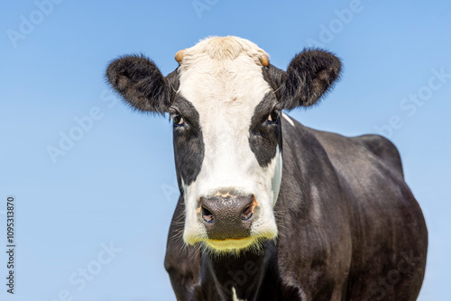 Obraz na płótnie Black and white cow, breed: blaarkop, fleckvieh, cow head, a blue background w salonie