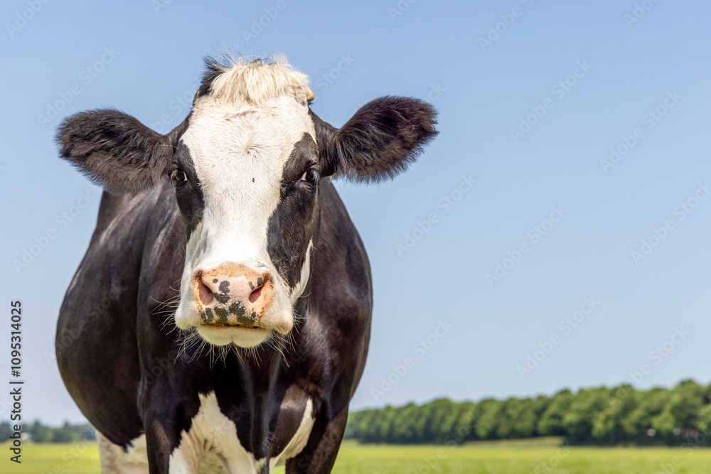 Dairy cow, milker cattle black and white, head shot of Holstein livestock, pink nose, in front of a blue sky