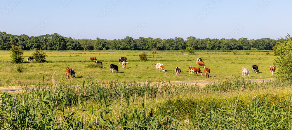 Group of cows grazing in the pasture, peaceful and sunny in Dutch landscape of flat land with a blue sky, wide view