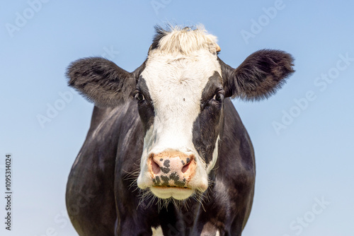 Black and white cow, breed blaarkop, fleckvieh, a blue sky background, looking