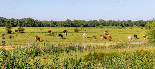 Obraz na płótnie Group of cows grazing in the pasture, peaceful and sunny in Dutch landscape of flat land with a blue sky, wide view w salonie