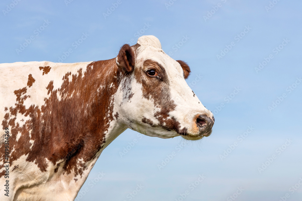 A cow profile portrait, the head of a cow, authentic dreamy eyes and a pink snout against a pale blue sky