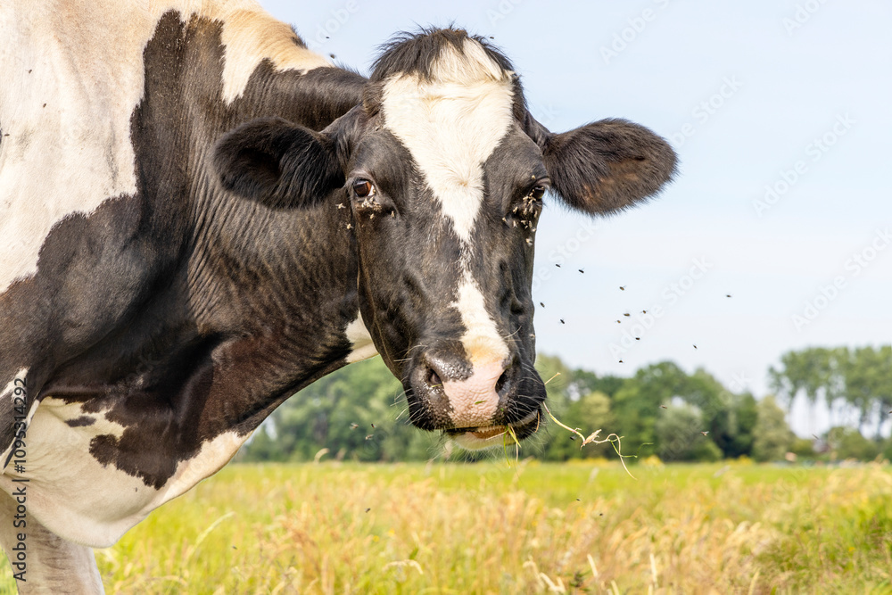 Cows with flies, authentic, pink nose, friendly eye contact, amidst cattle flies