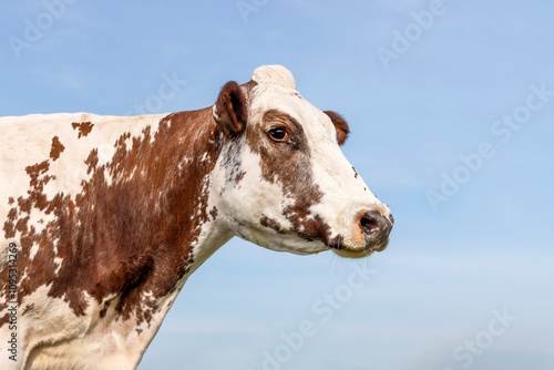 Obraz na płótnie A cow profile portrait, the head of a cow, authentic dreamy eyes and a pink snout against a pale blue sky w salonie