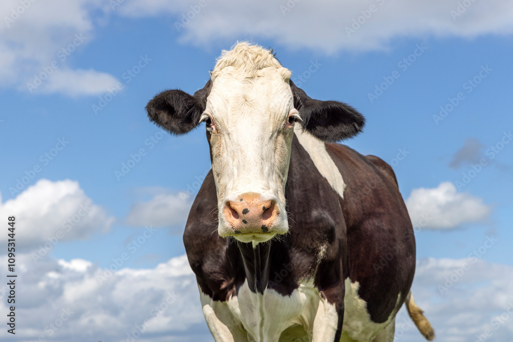 Cow head portrait, fleckvieh looking at camera, black and white, blue sky cloudy background