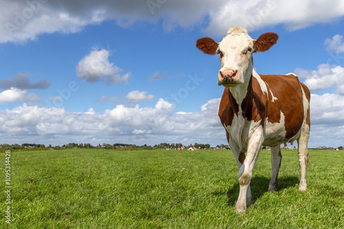 Obraz na płótnie Sassy cow standing full length and copy space, milker cattle red and white, a blue cloudy sky in a field w salonie