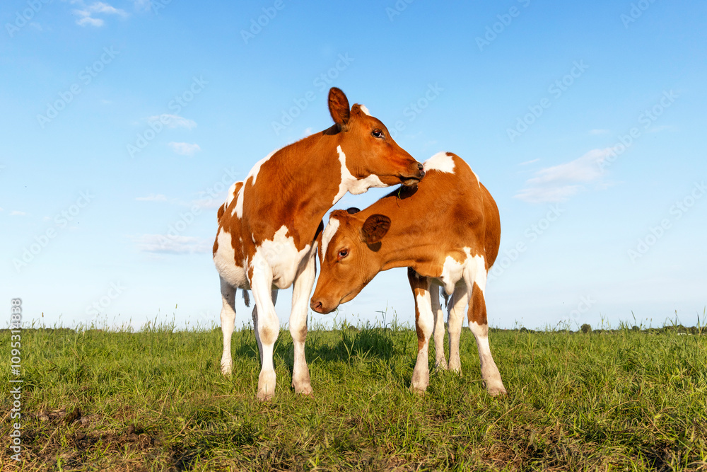 Two young cows play cuddling in a field under a blue sky, calves playful