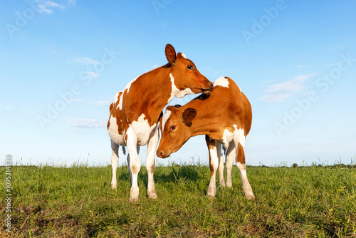 Obraz na płótnie Two young cows play cuddling in a field under a blue sky, calves playful w salonie