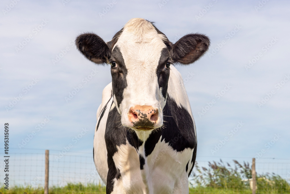 Mature cow, black and white, looking, pink nose, in front of a blue sky