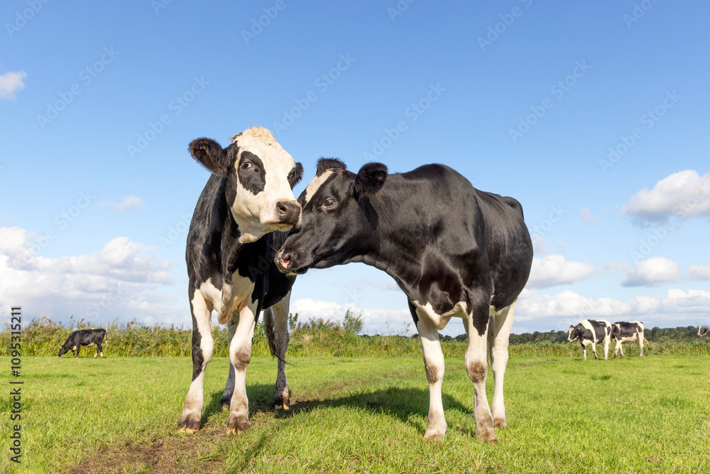 Two cows playful cuddling in the field, love bonding in dutch landscape, spotted black and white