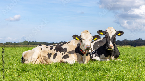 Happy cows lying down relaxed together, in a field, black and white, a blue sky