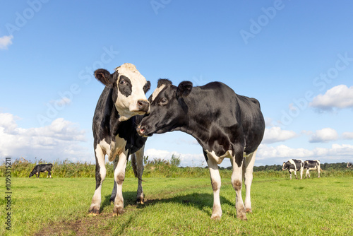 Obraz na płótnie Two cows playful cuddling in the field, love bonding in dutch landscape, spotted black and white w salonie