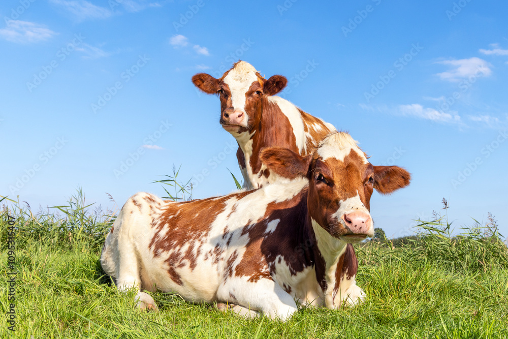 Two cows, lying down and standing in a field, red and white looking curious, blue sky