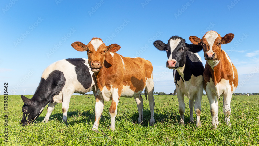 Group young cow calf together in a green field, happy and joyful, a blue sky