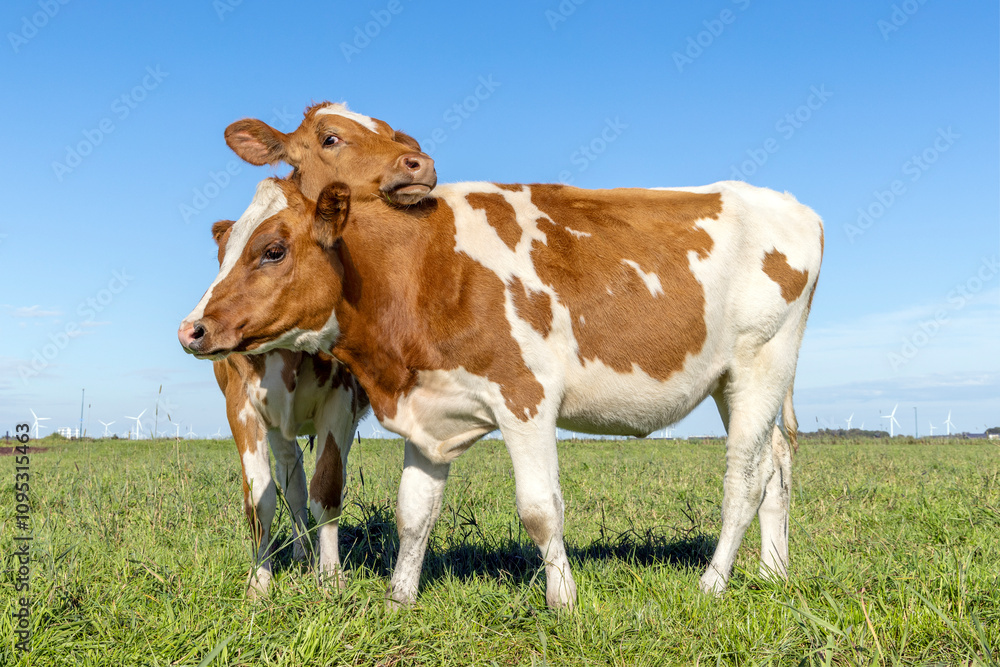 Heifer cows love playing cuddling in a pasture under a blue sky Heifer cows love playing cuddling in a pasture under a blue sky