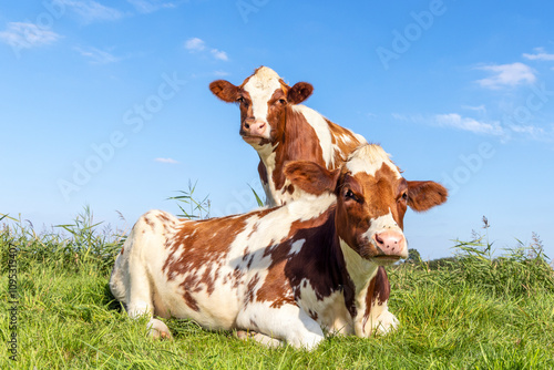 Obraz na płótnie Two cows, lying down and standing in a field, red and white looking curious, blue sky w salonie