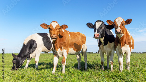 Obraz na płótnie Group young cow calf together in a green field, happy and joyful, a blue sky w salonie