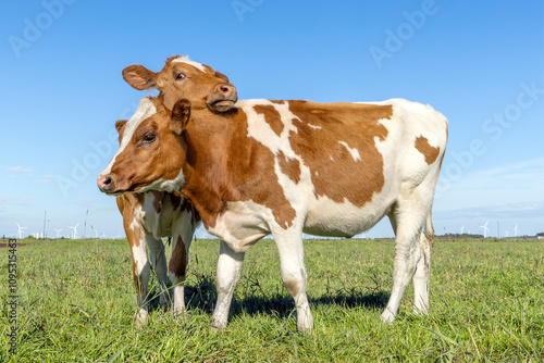Obraz na płótnie Heifer cows love playing cuddling in a pasture under a blue sky w salonie
