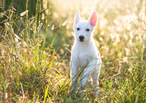 white husky puppy running through grasses