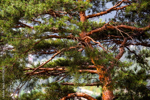 Tablou pe pânză Scots pine branches