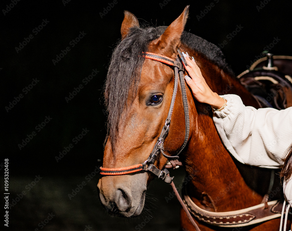 plano orizontal de una mano acariciando un caballo de color marron plano orizontal de una mano acariciando un caballo de color marron