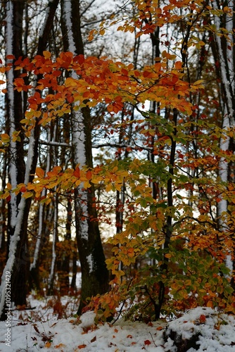 Automne figé