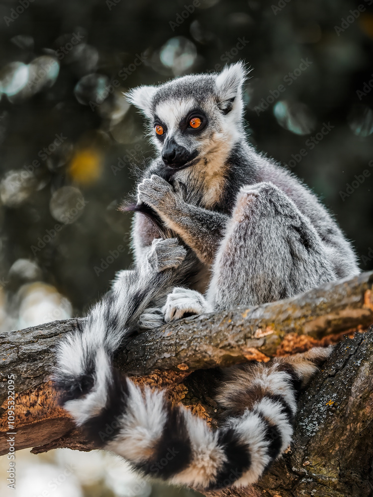 Obraz premium Lemur catta sitting on a branch