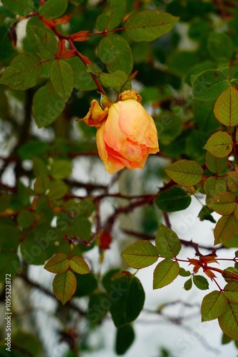Rose d'hiver