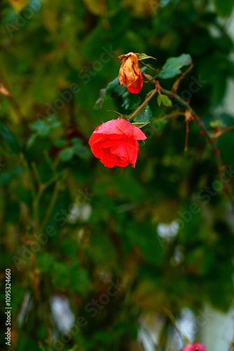 Fraîcheur de rose