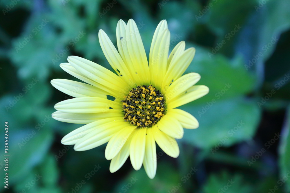 Obraz premium Flores del Ortegal.