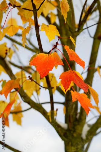 Automne debout