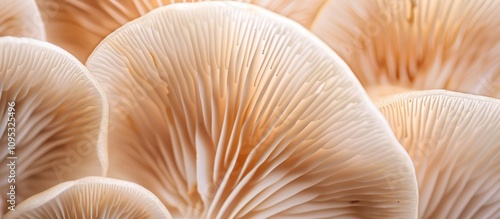 Close-Up of Oyster Mushroom Gills