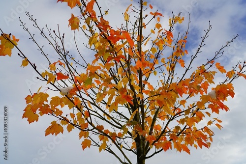Beauté finale de l'automne