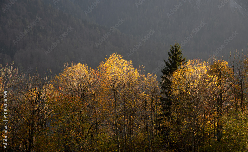 Fototapeta premium Golden autumn trees growing on mountainside with dark forest in background