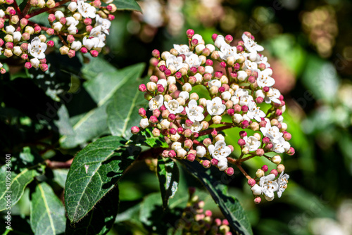 Viburnum tinus photo