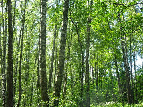 birch grove with green foliage in early spring