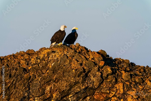 Eagle Pair
